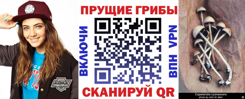 Псилоцибиновые грибы мицелий  даркнет сайт  Белгород 